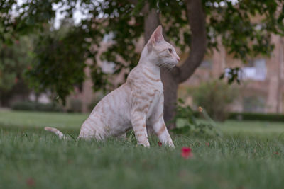 Cat looking away on field