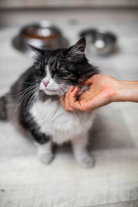 Close-up of hand touching cat