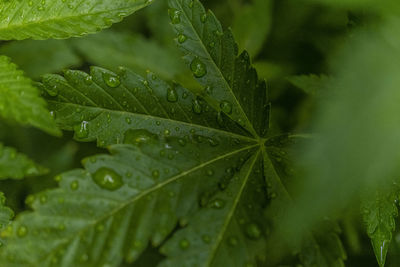 Macro shot of water drops on leaf