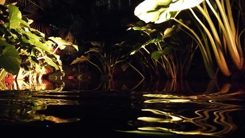 Plants growing in pond at park