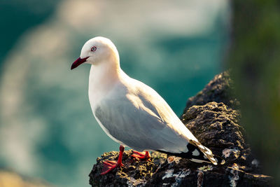 Close-up of seagull perching on rock