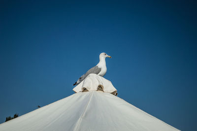 Low angle view of bird perching against clear blue sky