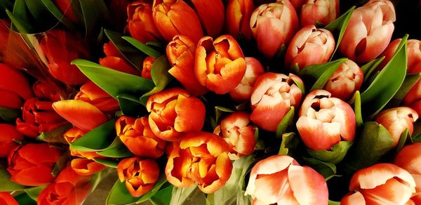 Full frame shot of red flowering plants