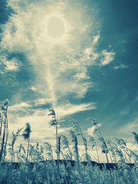 Low angle view of agricultural field against sky