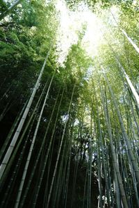 Low angle view of bamboo trees in forest