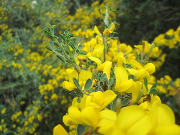 Close-up of yellow flowers