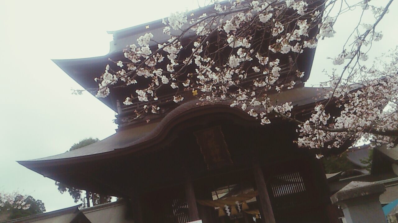 low angle view, built structure, architecture, building exterior, tree, sky, growth, day, branch, religion, no people, flower, lighting equipment, outdoors, spirituality, building, hanging, clear sky, place of worship, house