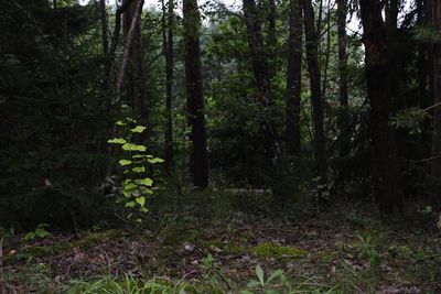 Trees growing in forest