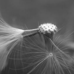 Close-up of dandelion flower