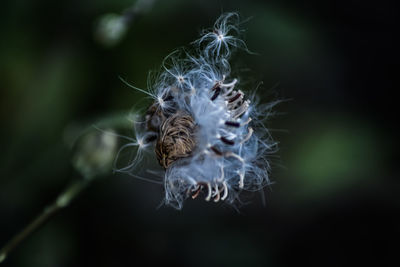 Close-up of dandelion flower