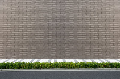 High angle view of plants growing on road