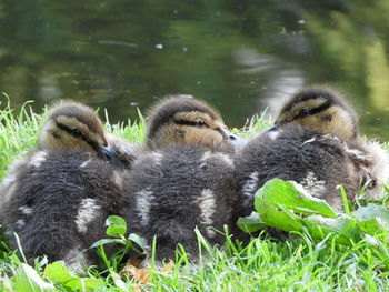 Ducks in a lake