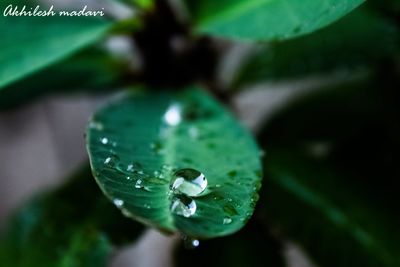 Close-up of water drops on leaf