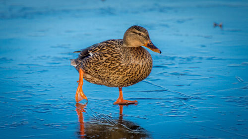 Close-up of duck swimming on lake