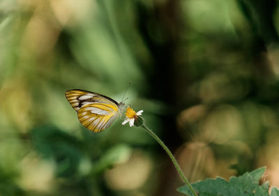 Close-up of butterfly pollinating on flower