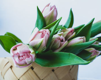 Close-up of pink roses