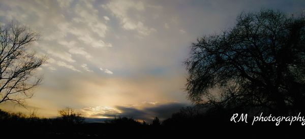 Low angle view of silhouette trees against sky at sunset