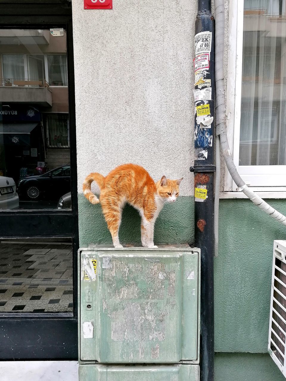 CAT LOOKING AWAY