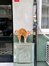 View of a cat looking through window