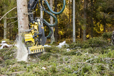 Feller buncher at work