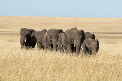 Elephants amidst grass on field