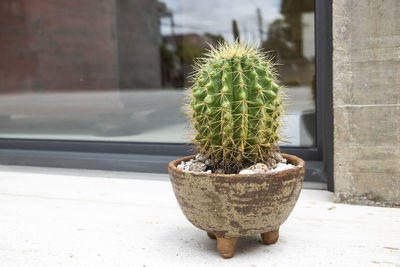 Potted plant on window sill