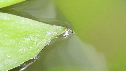 Close-up of insect on leaf