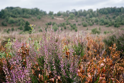 Close-up of purple flowering plants on field