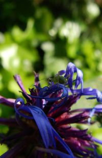 Close-up of insect on purple flower