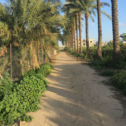 Footpath amidst palm trees