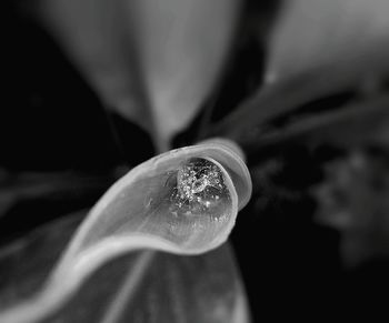 Close-up of water drops on plant