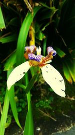 Close-up of insect on flower