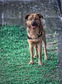 Portrait of dog standing in grass