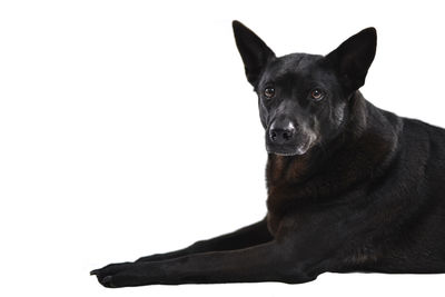 Close-up portrait of black dog against white background