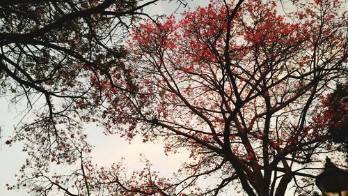 Low angle view of tree against sky