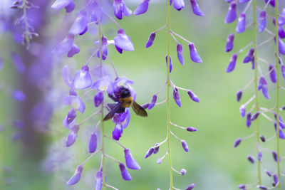 Close-up of bee on lavender flower