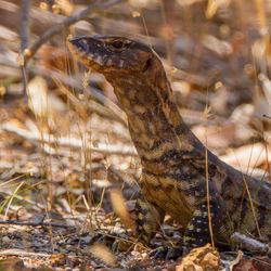 Close-up of lizard on field