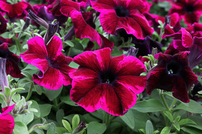 Close-up of red flowering plants in park