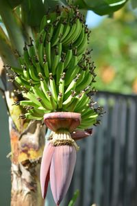 Close-up of plant growing on tree