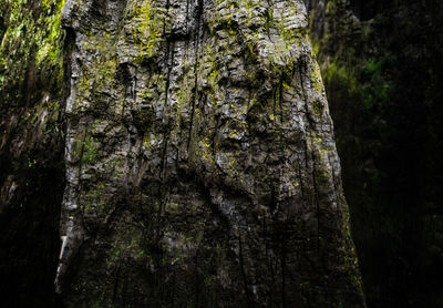 Close-up of moss on tree trunk