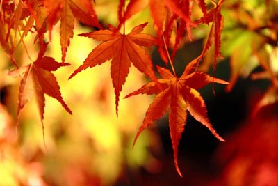 Close-up of maple leaves