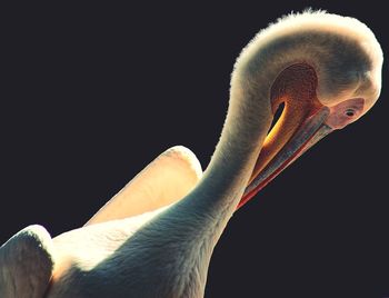 Close-up of pelican preening