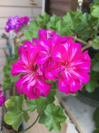 Close-up of pink flowers blooming outdoors