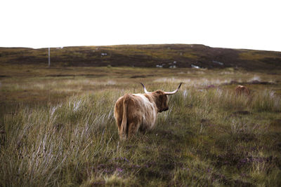 Sheep standing in a field