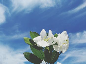 Close-up of white flowering plant against blue sky