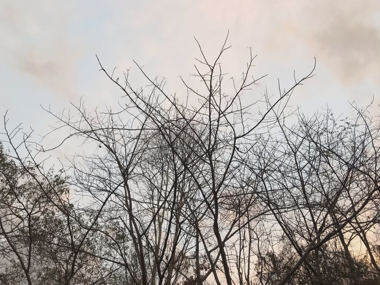 LOW ANGLE VIEW OF SILHOUETTE BARE TREE AGAINST SKY