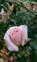 Close-up of pink rose