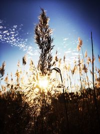Scenic view of sunset over field