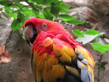 Close-up of parrot perching on plant