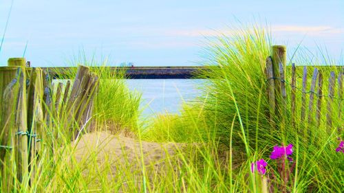 Plants growing on beach against sky